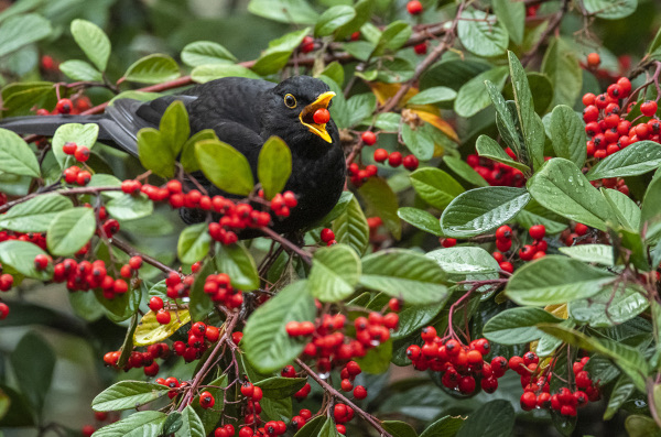 Merle noir (Turdus merula) se nourrissant des baies de cotoneaster © Jean-Claude Dupuy